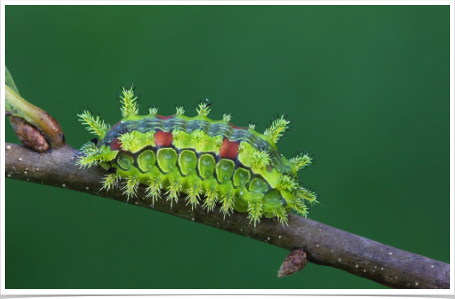 Euclea delphinii
Spiny Oak-Slug
Perry County, Alabama